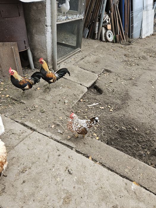 Kury karzełek polski Liliputy