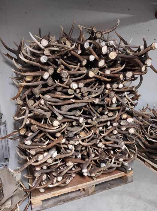 Skup poroża , jeleń, daniel ,loś