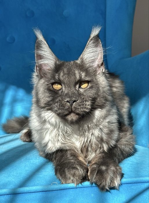 Czarna dymna koteczka Maine Coon