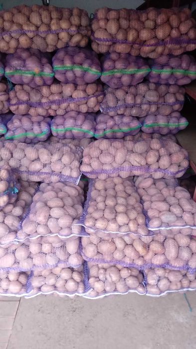 Прод товарну картоплю!