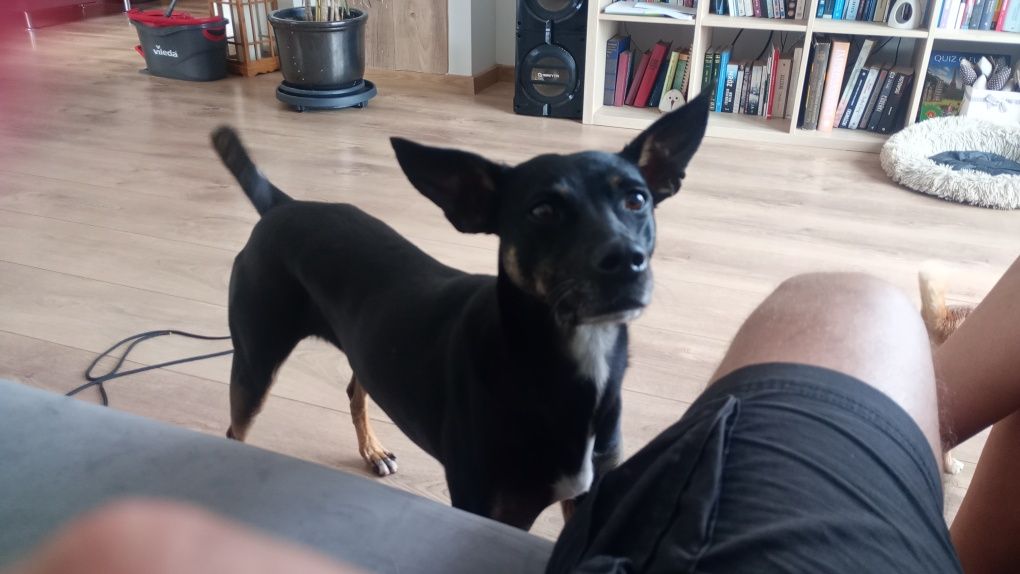 Oddam 2 letnia suczka pół doberman