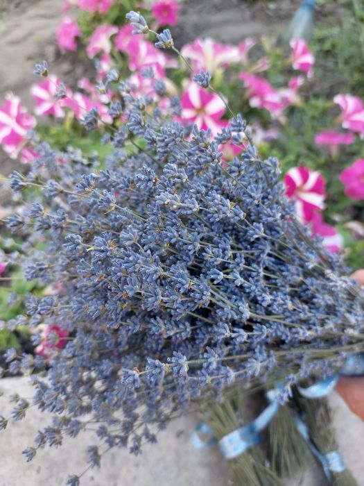 Продам саджанці лаванди