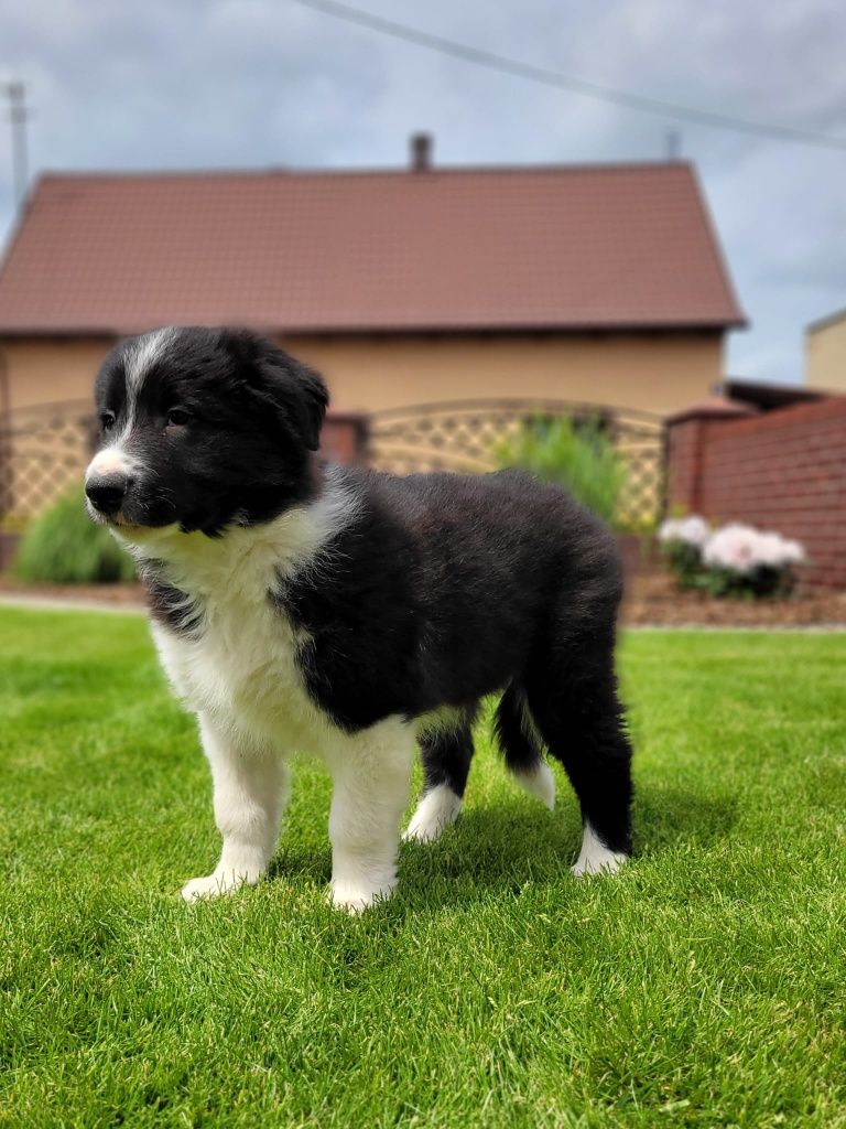 Border Colie piesek