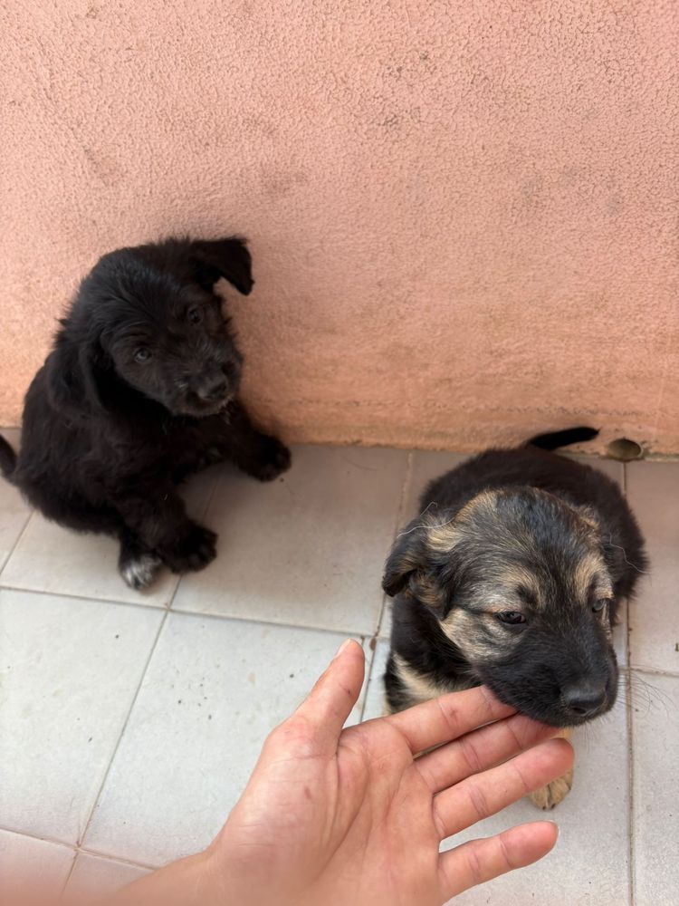 Cães filhotes para adoção