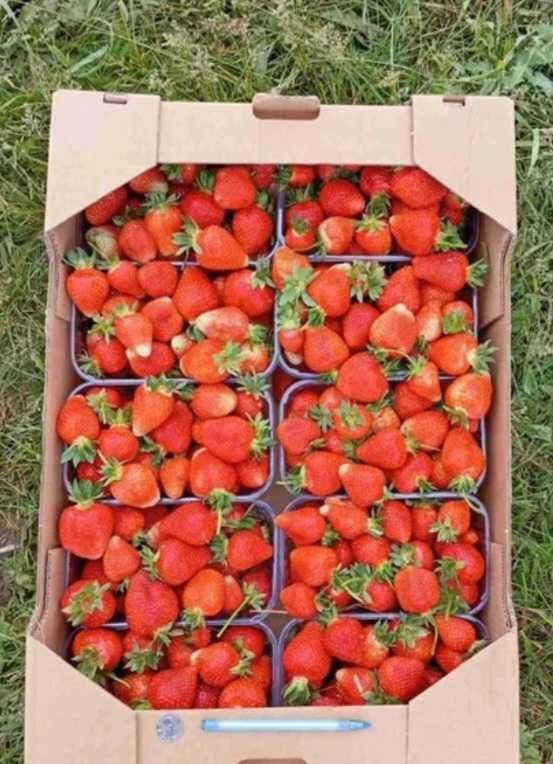 Продам клубнику сорта Клері Альба