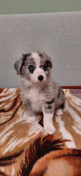 Sprzedam pieska Border Collie