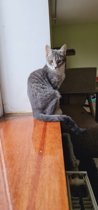 Кошеня дівчинка смугаста сіробіла