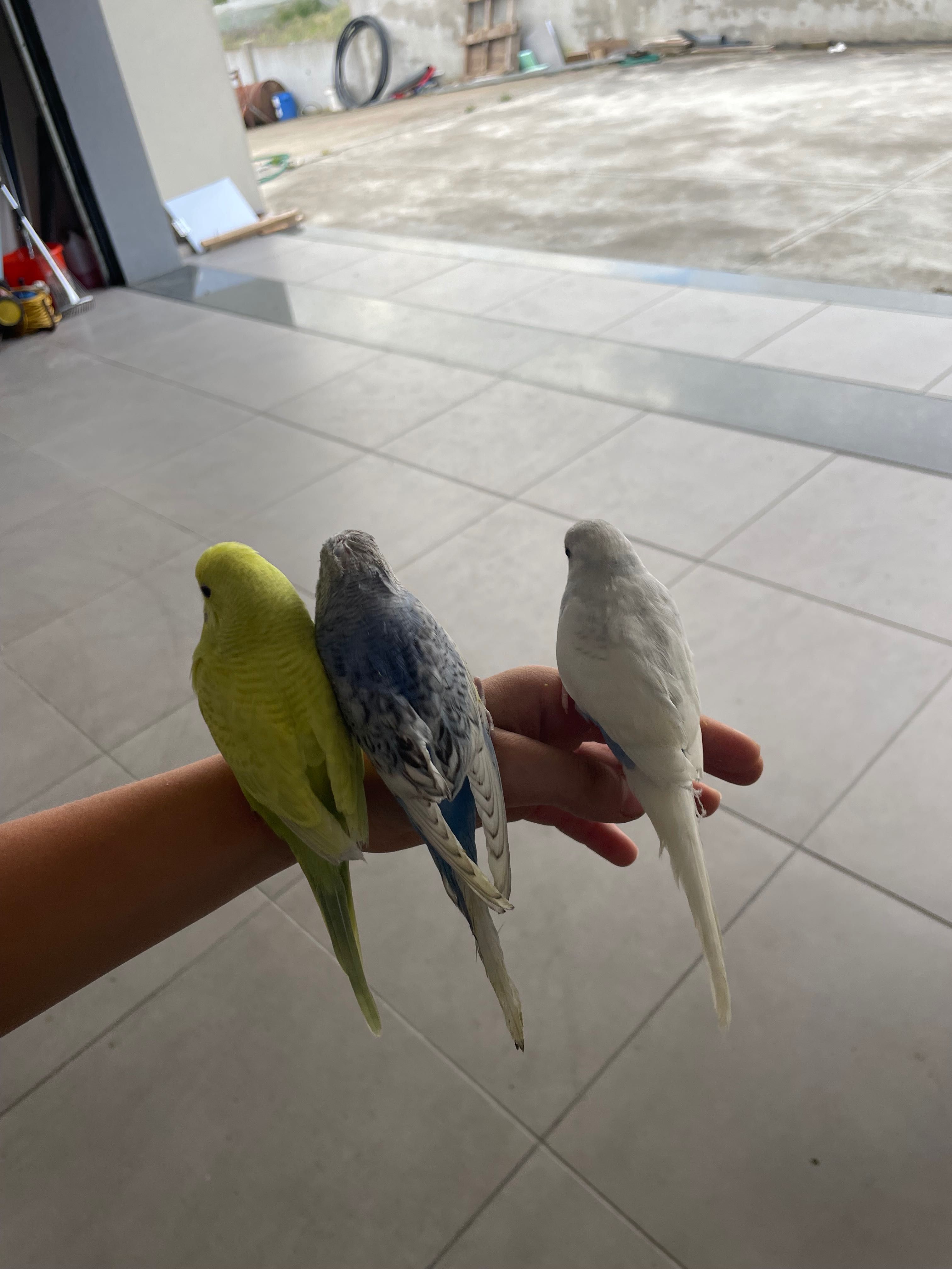 Piricitos criados a mão