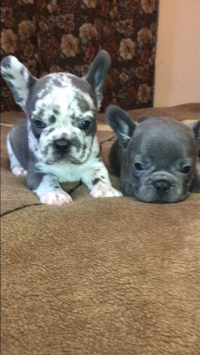 Французький бульдог, дівчинка.