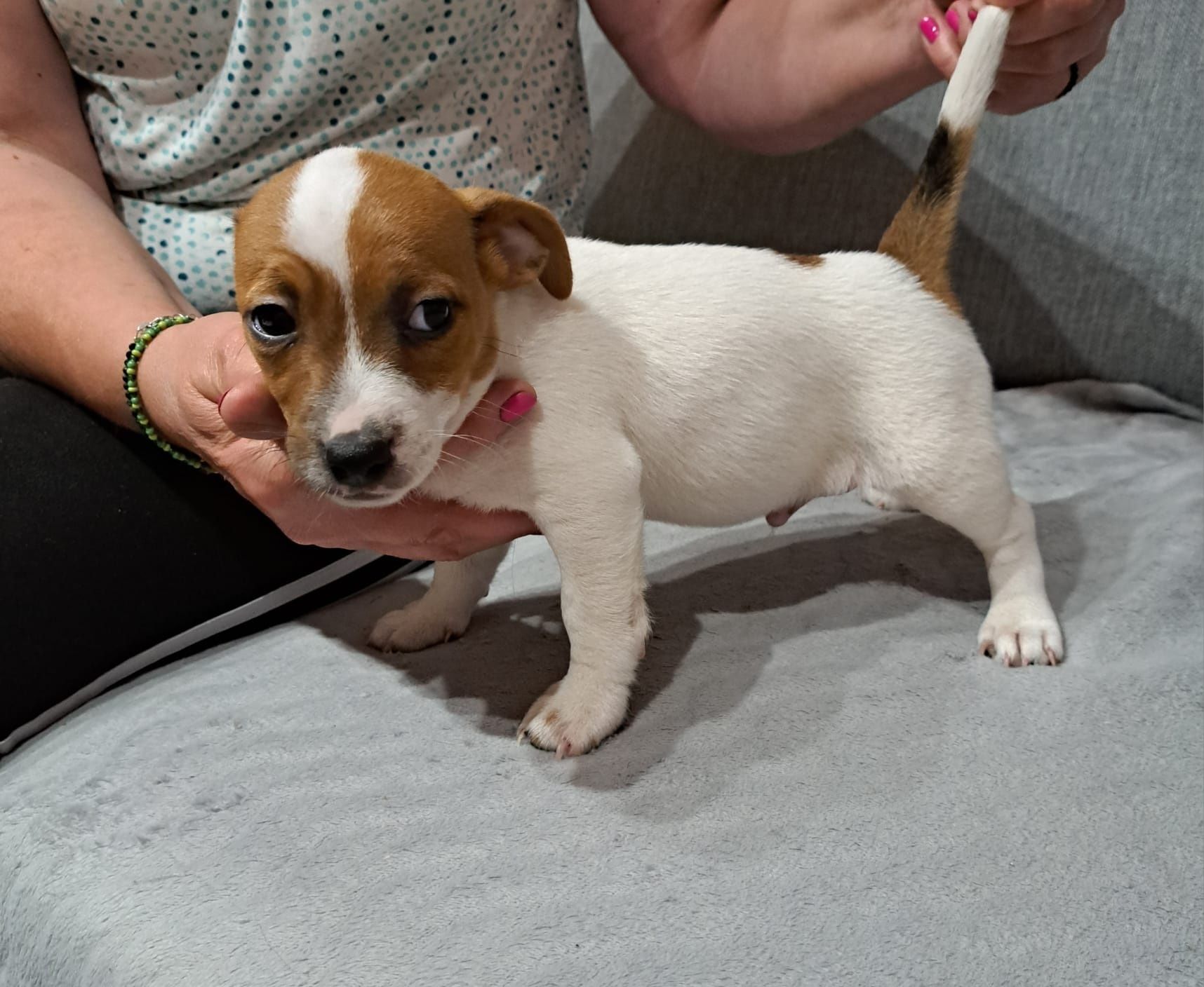 Jack russell terrier