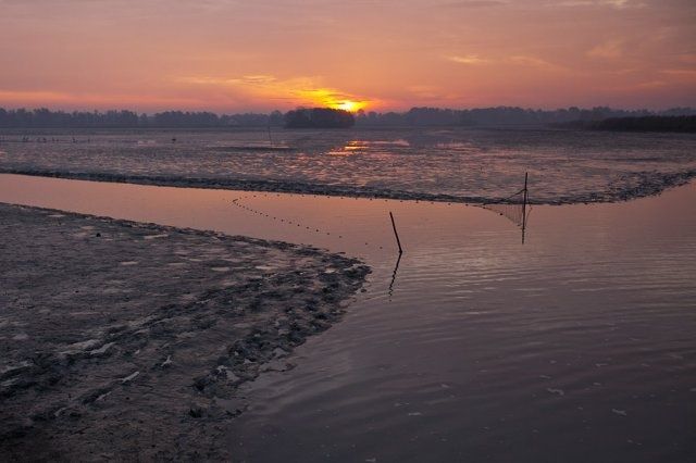 Tołpyga pstra, ryba handlowa