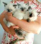 Ragdoll kocur seal point