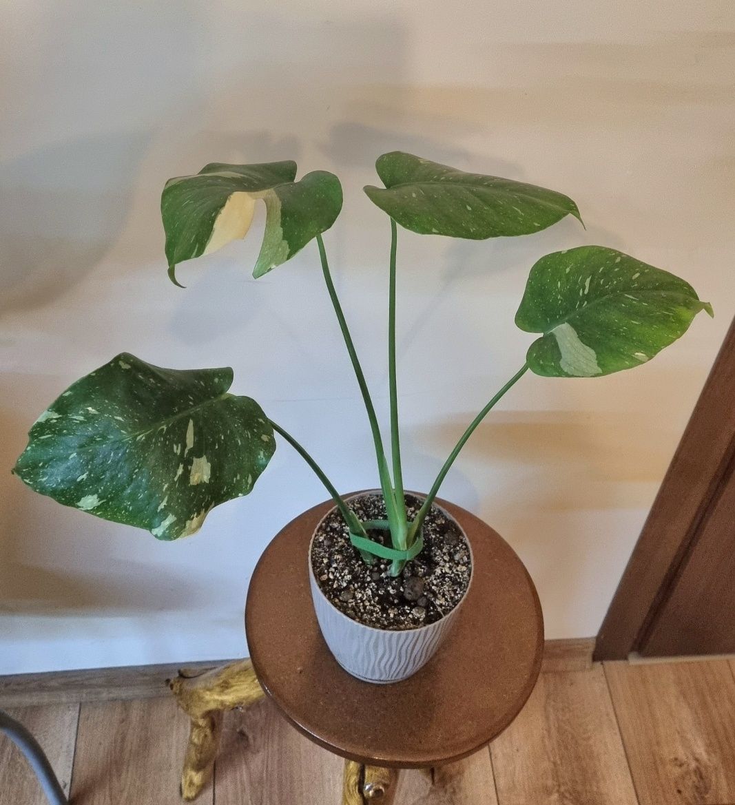 Monstera thai constellation