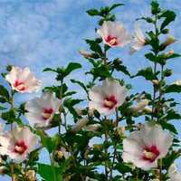 Гібіскус(гибискус) деревовидний білий і рожевий мікс