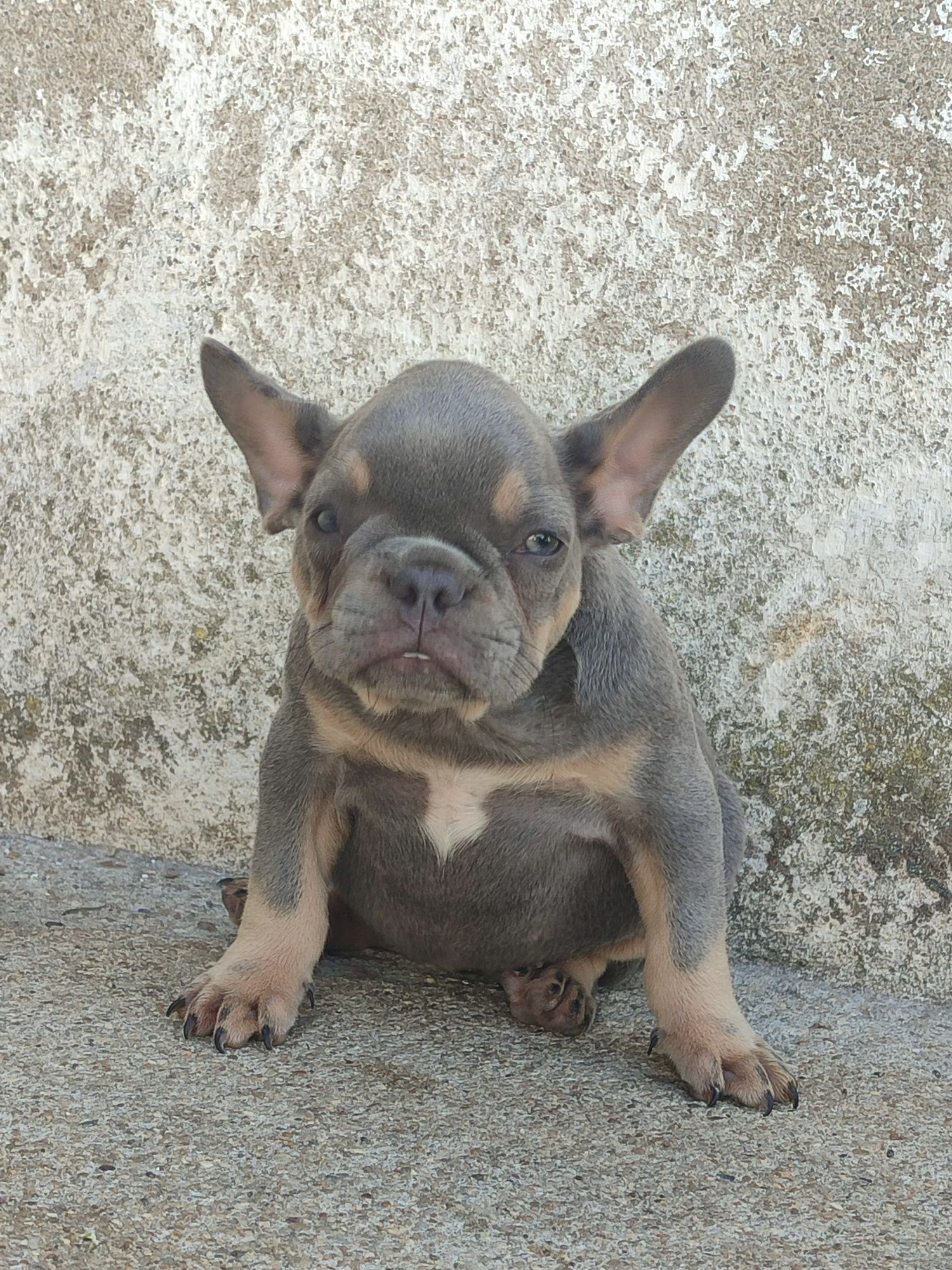 Bulldog francês fêmea