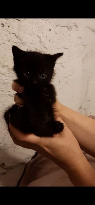 Кошенята в добрі руки!
