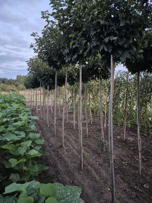 Klon globosum 180-200 cm 8-10 ,10-12