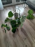 Monstera duża roślina