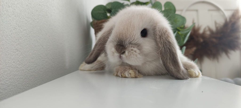 Mini Lop królik gotowe do odbioru