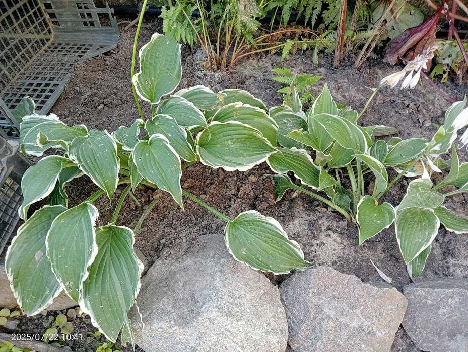 стахис, хосты,  птицемлечник