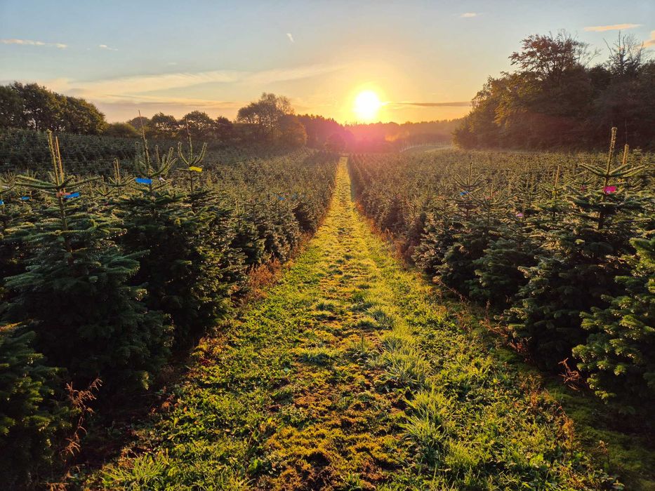 Jodła Kaukaska Cięta 250-300 cm lub w donicy 100-180 cm/ TuChoinki.pl