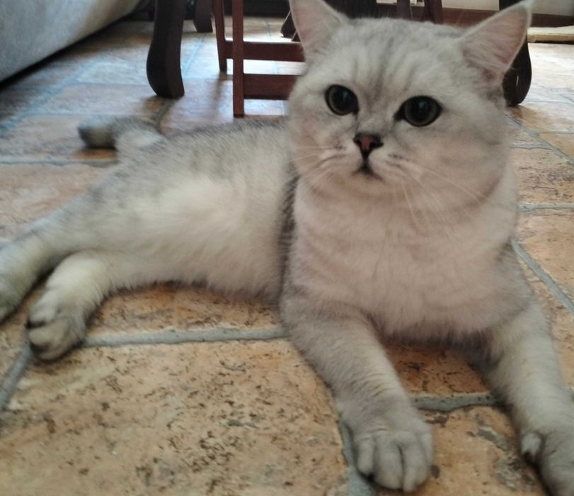 В'язка з британцем шиншила