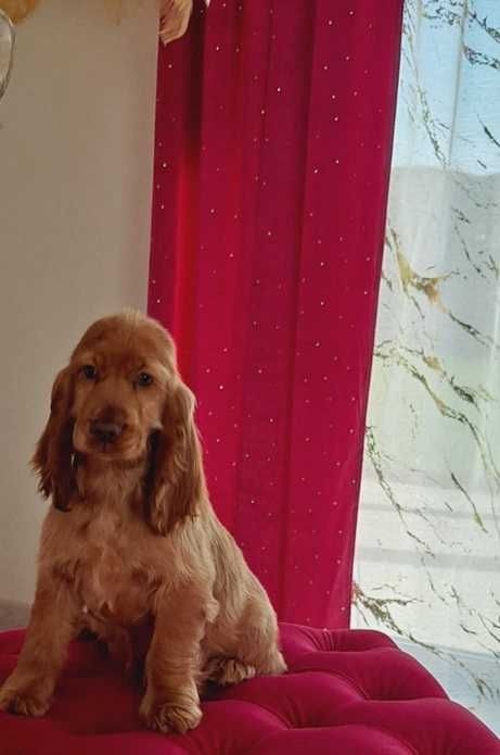 cocker spaniel angielski szczeniak  złoty suczka  4 miesiace