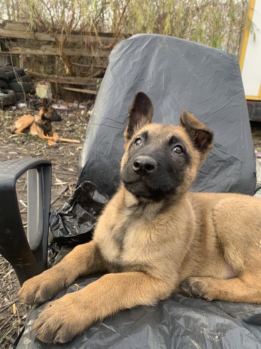Owczarek Belgijski MALINOIS suczka