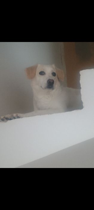 PILNIE ODDAM psa mix labradora