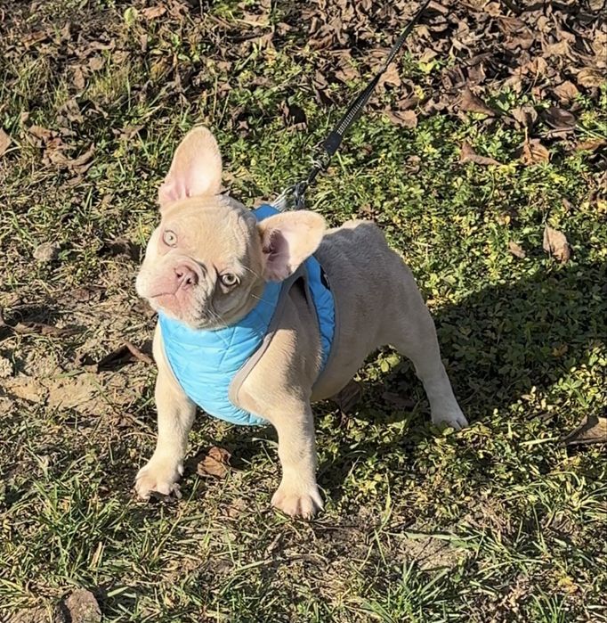 Красотка изабелла мерле