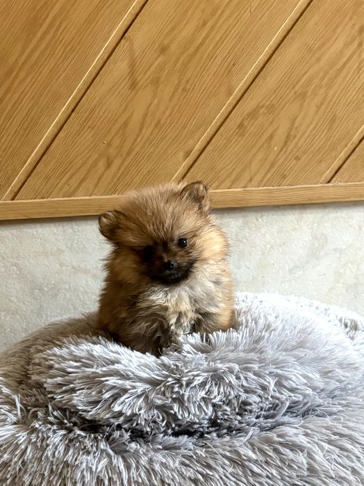 Szpic miniatura szczeniak