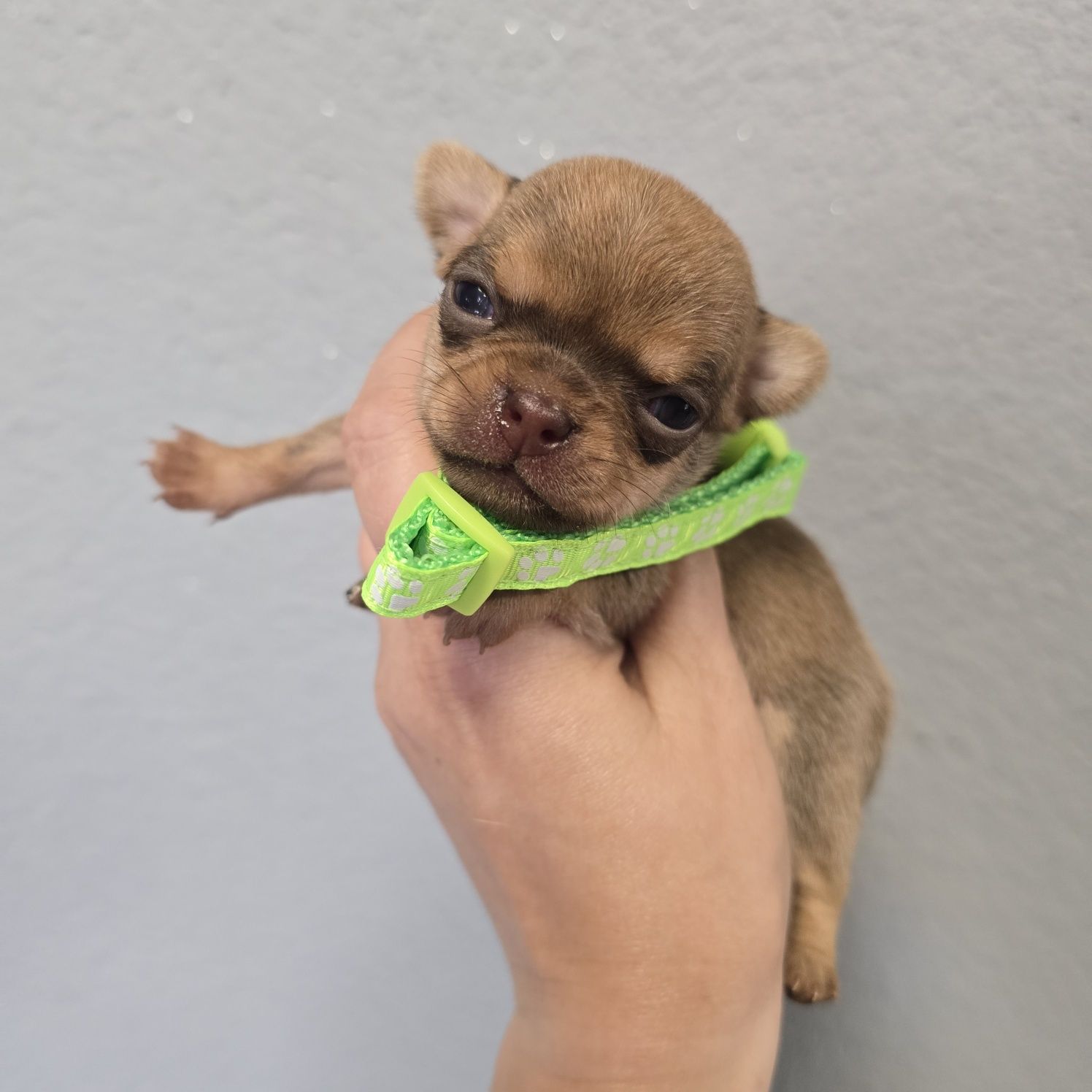Chihuahua samiec sable