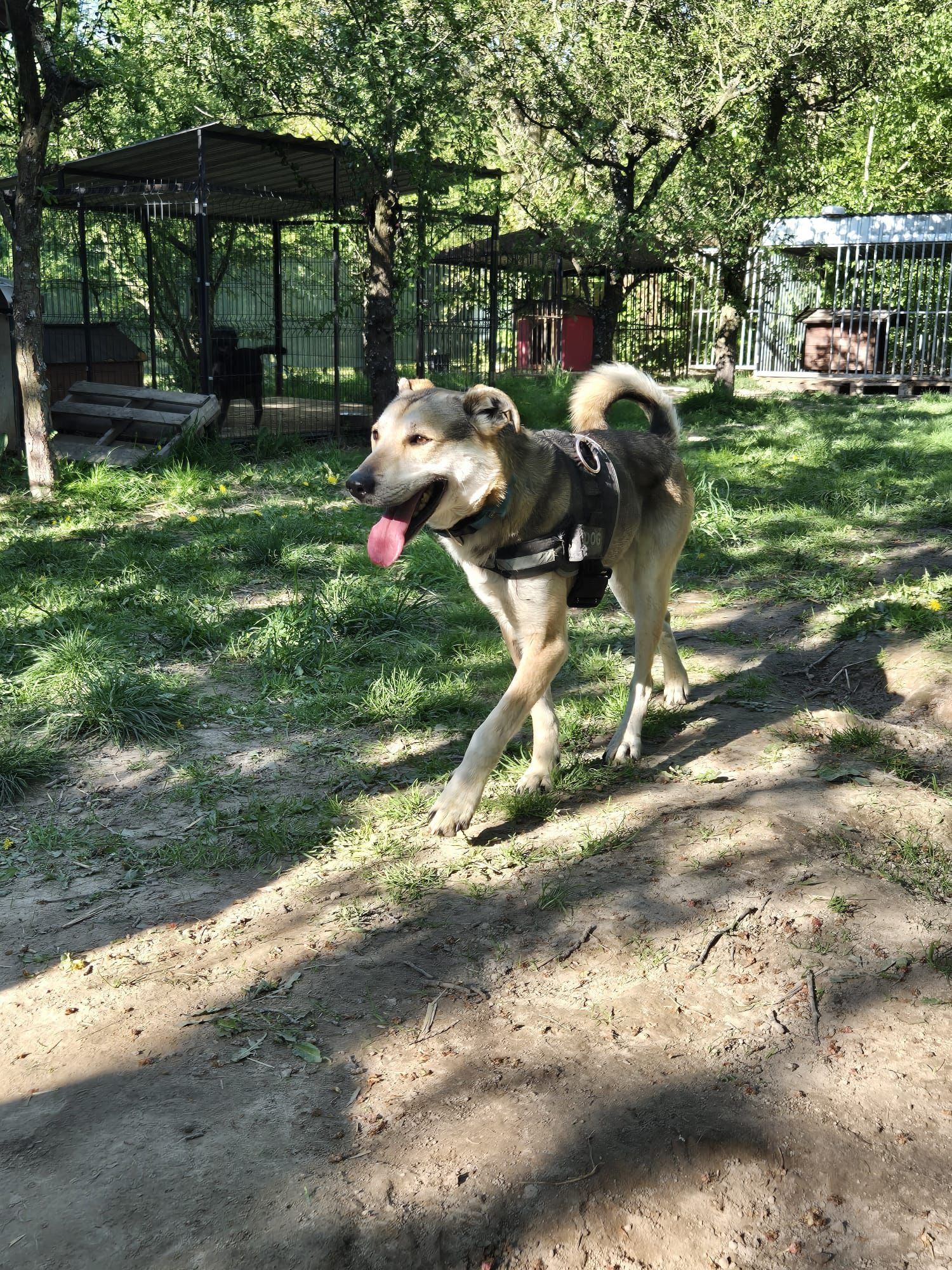 Do adopcji Russo