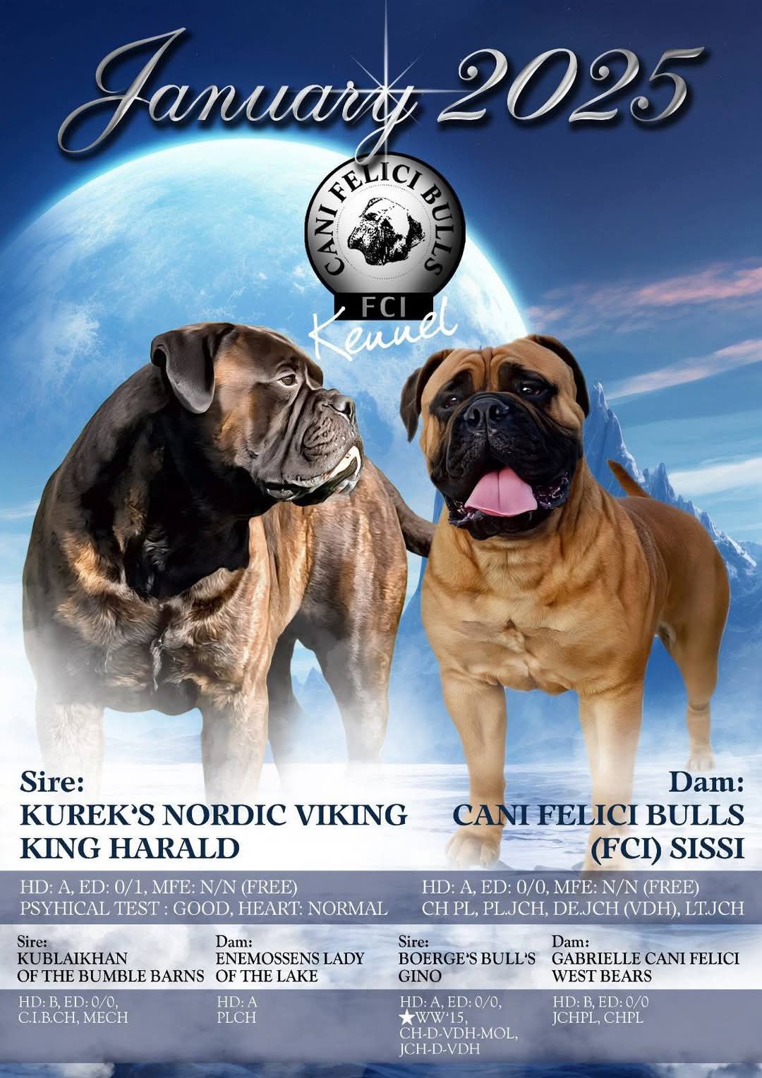 Szczenię Bullmastiff super rodowód FCI
