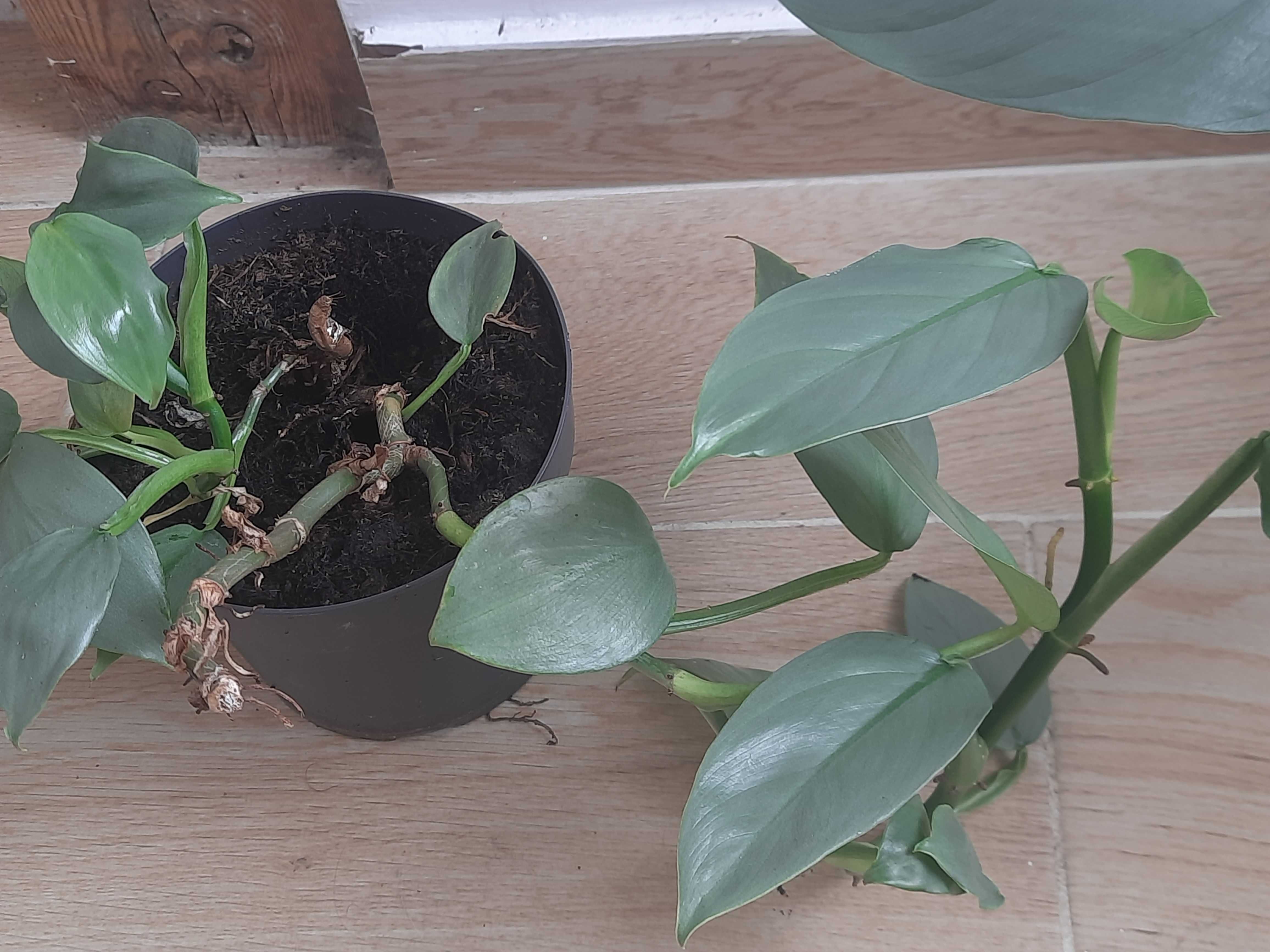 Filodendron hastatum Królowa Srebrnych Mieczy wybór z trzech roślin