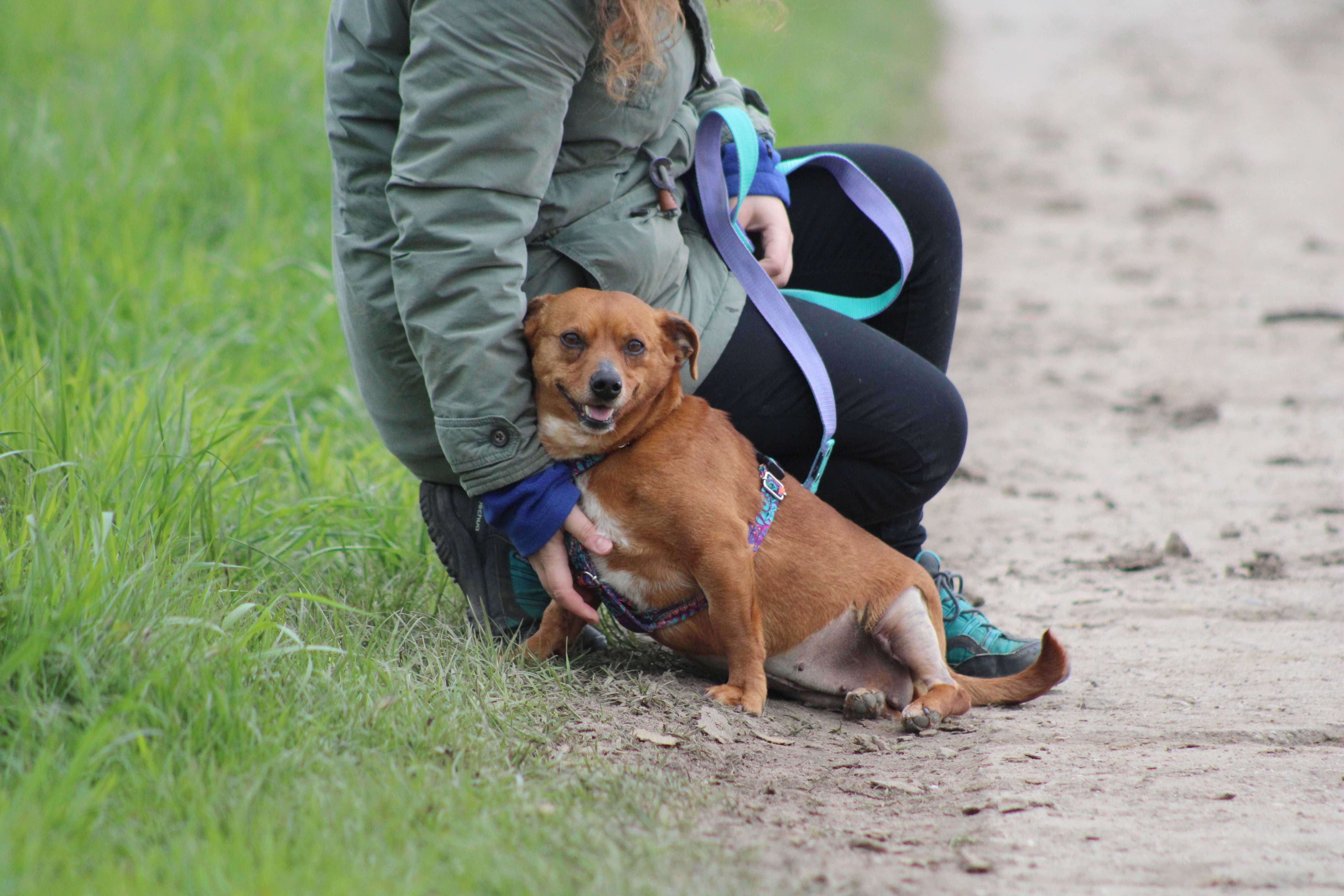 BONA sunia kochana łagodna spokojna adopcja schronisko mała