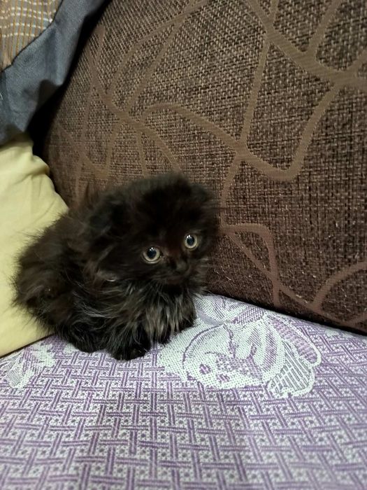 Висловуха дівчинка