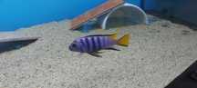 Pyszczaki Pseudotropheus Elongatus Mpanga Malawi Tanganika