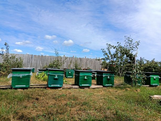 Бджолопакети та бджолосім'ї