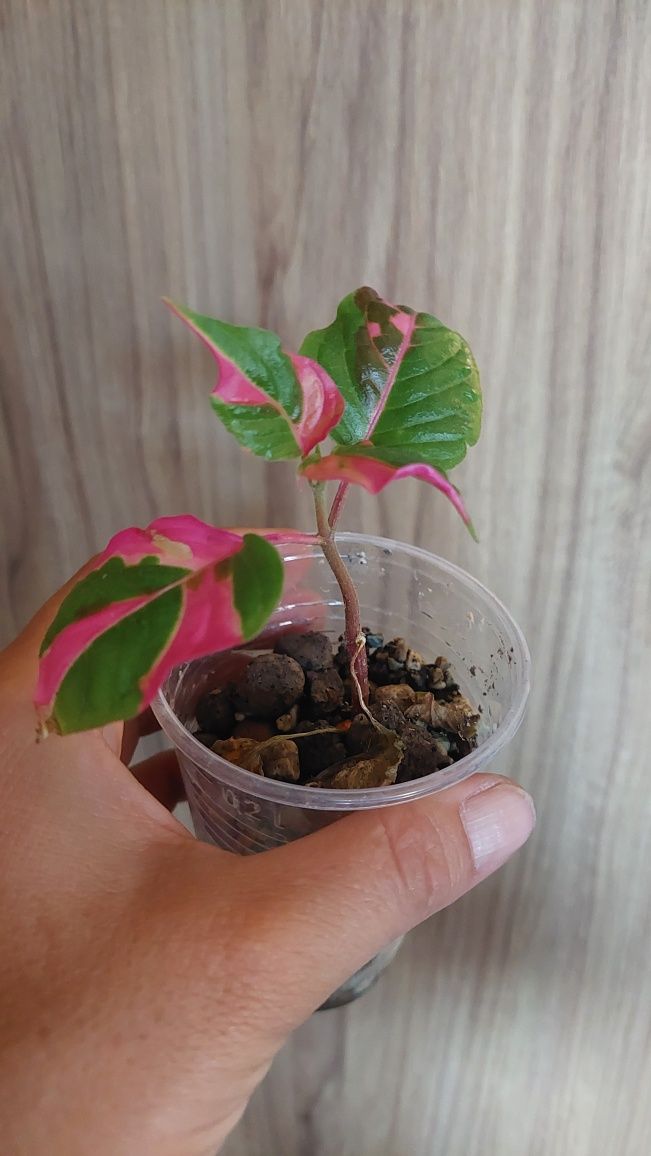 Alternanthera Party Time