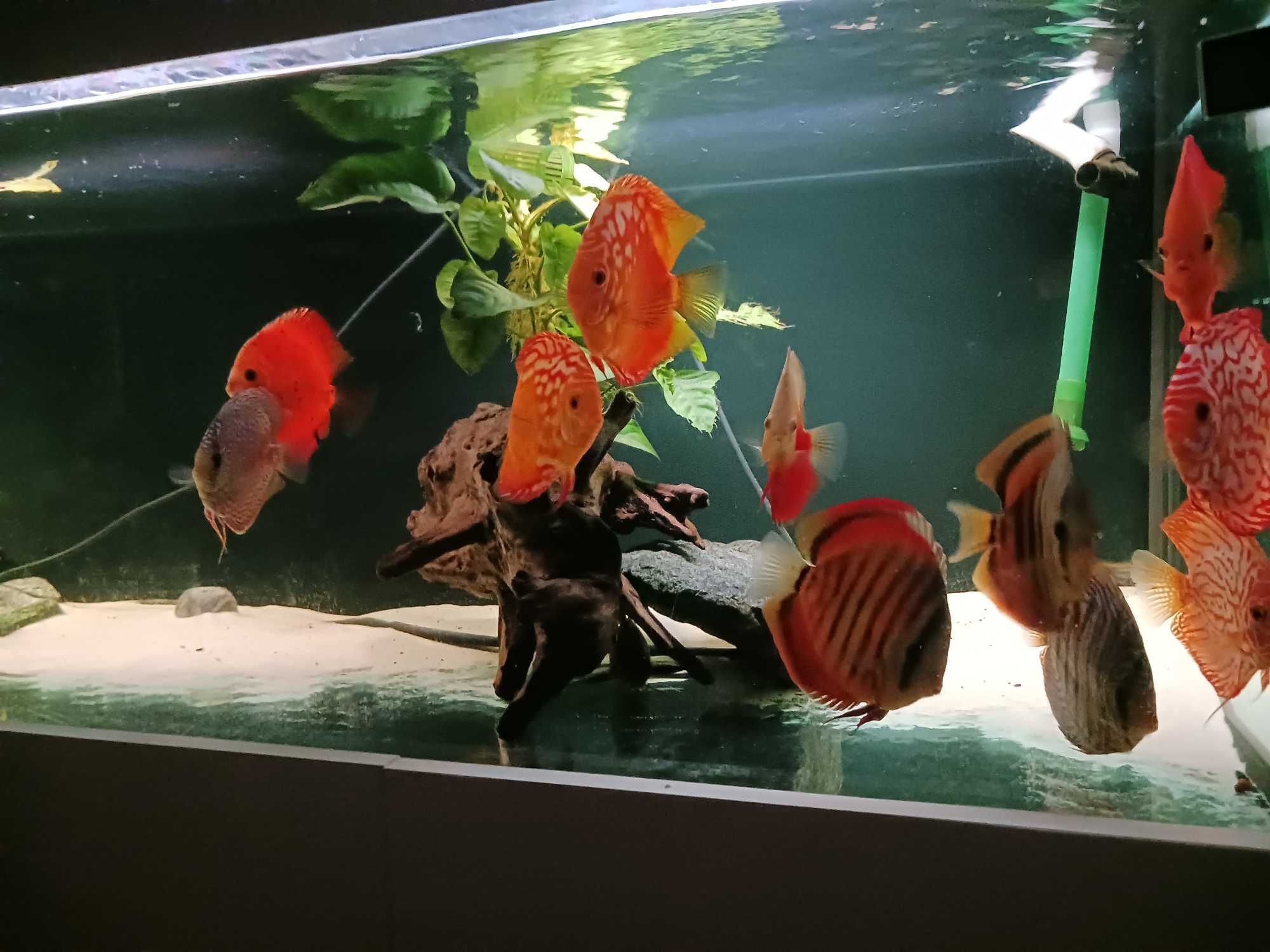 Akwarium 750l z osprzetem