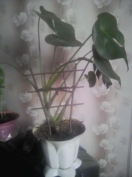 Продам монстеру.