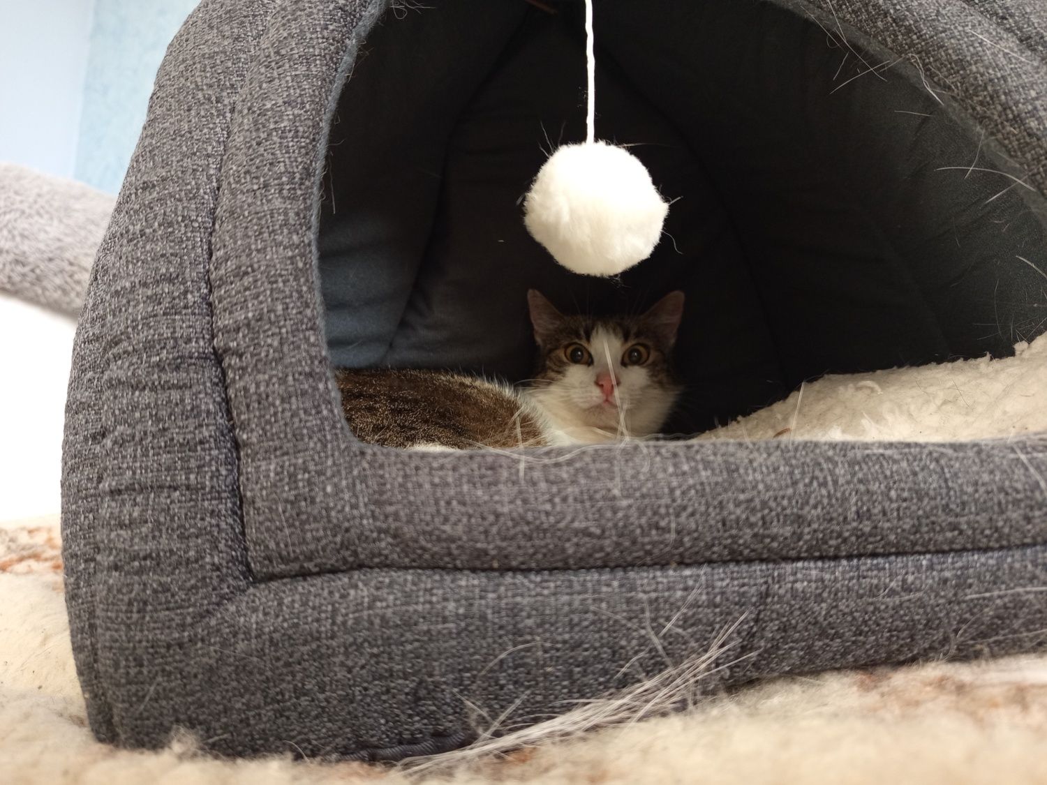 Kotka Mania bez szans na adopcje?