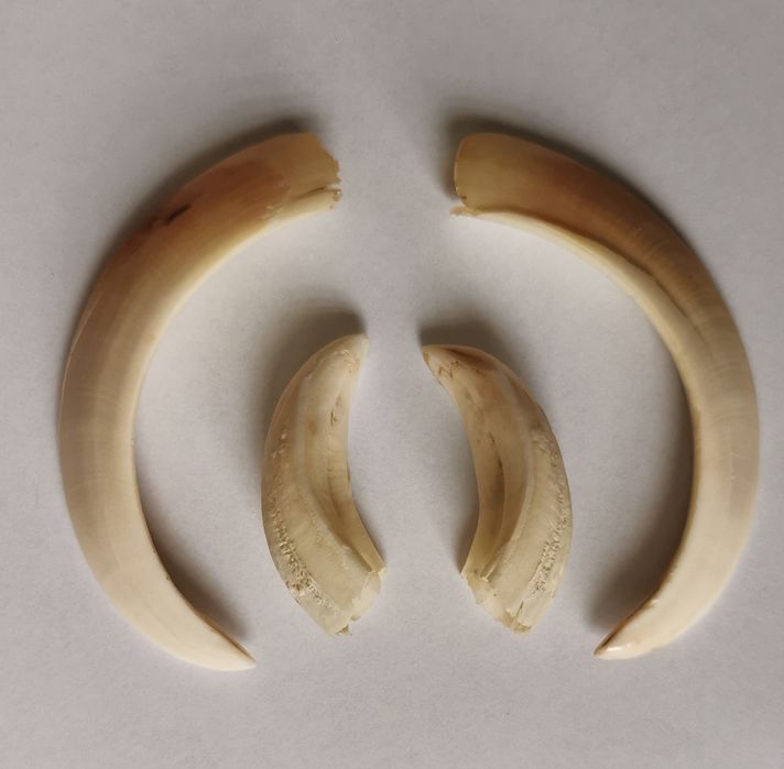 Oręż dzika kły dzika