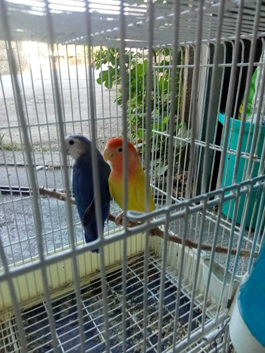 Casal de agapórnis reprodutor