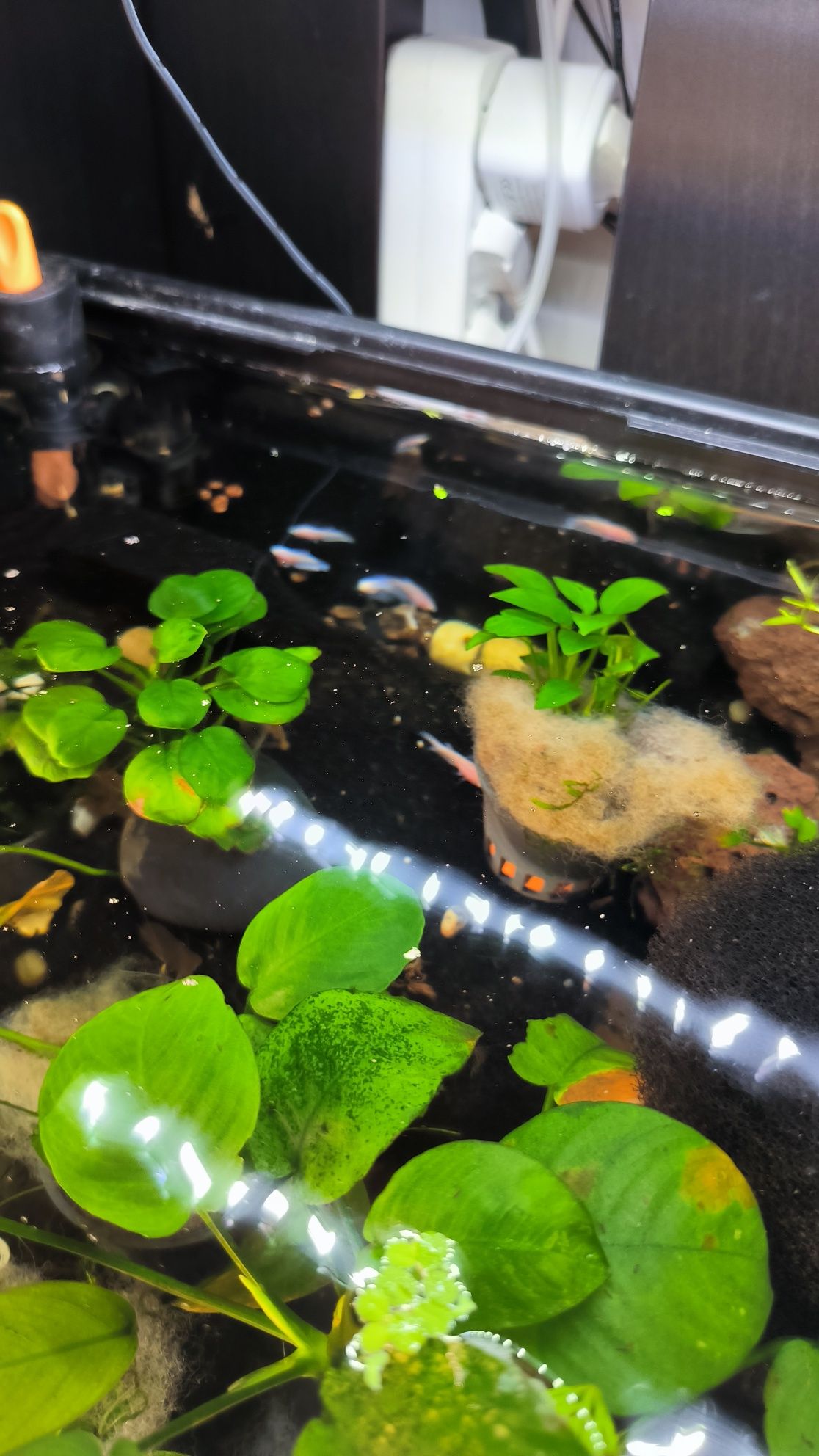 Peixe betta fêmea