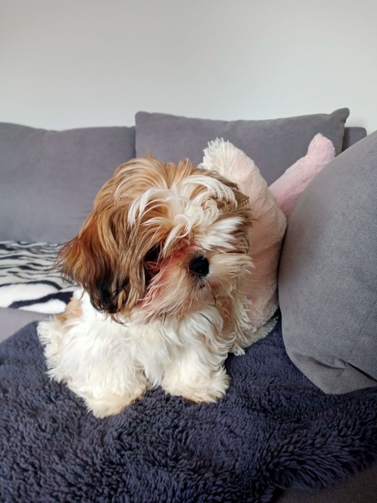 Szczeniak shihtzu