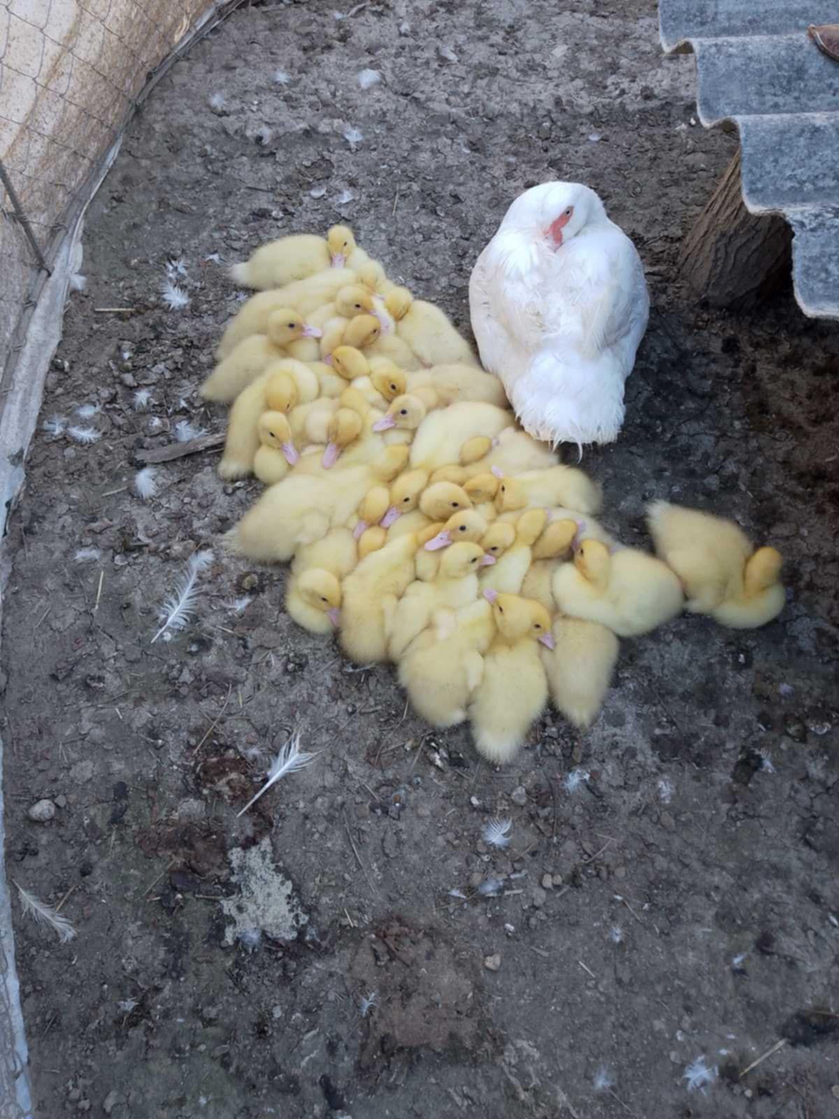 Продам інкубаційні яйця індокачки (німецька важка лінія)