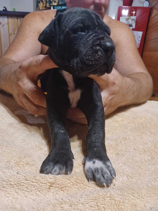 Dog Niemiecki czarna suczka