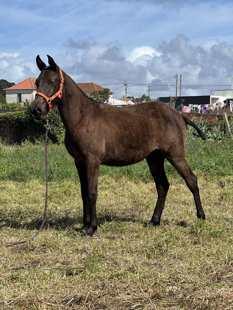 Cavalo luso-arabe